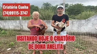 VISITANDO HOJE O CRIATÓRIO DE DONA ANELITA CRIATÓRIO ANGELITA #@criatorioangelita4744#gsb#galinha