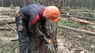 Валка леса /// Валка сухого дерево с применениям коштура /// 🪓🪓🪓