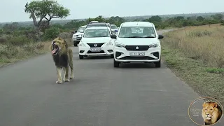 Here Comes 'Mfowethu' Looking And Calling For Brother 'Casper The White Lion'