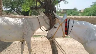 my dairy fram and village beautiful amazing May 9, 2024 donkey