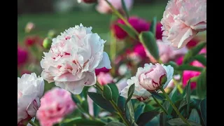 Growing Peonies - Tips and Tricks for Bigger Blooms