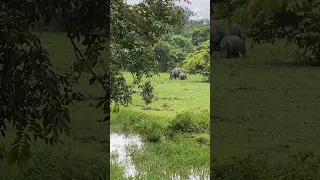 കാസിരംഗയിലെ ഒറ്റക്കൊമ്പൻ കാണ്ടാമൃഗങ്ങളെ കാണാൻ വരുന്നോ #kaziranganationalpark #assam #northeast