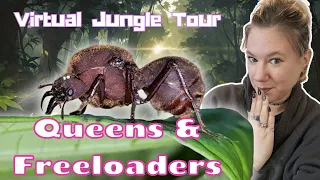 Leaf Cutter Ant Queens and Freeloaders