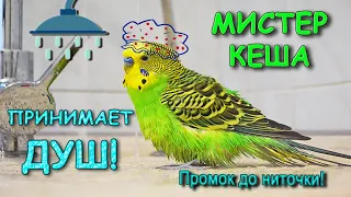 Попугай Мистер Кеша принимает душ Промок до ниточки Parrot Mr. Kesha takes a shower Wet to the skin