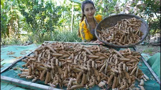 Fresh tamarind fruit in my countryside and cook food recipe - Polin lifestyle