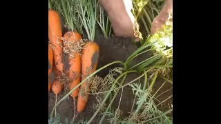 volgagradda ozbeklar sabzi terishdi