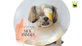Prayer For Sick Animals