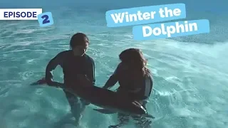 Winter Survives the First Night - Winter the Dolphin: Saving Winter - Episode 2