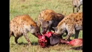 hyenas eat live zebra