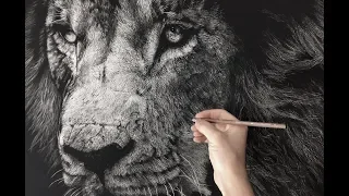 Hyperrealistic Lion Drawing/ Time-lapse