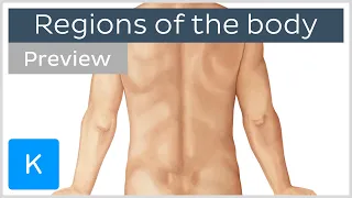 Regions of the body (preview) - Human Anatomy | Kenhub