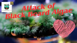 Discover The Beauty Of Black Beard Algae - You Won't Believe Your Eyes!