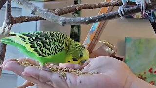 Budgies Eating #budgies