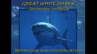 Great white sharks – on the brink of extinction?
