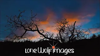 Lone Wolf Images