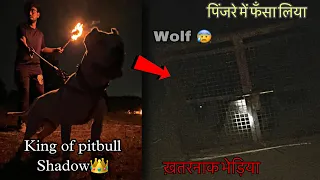 Finally Wolf Pakad liya🤬😭Pitbull ki help se❤️🔥thanku shadow