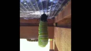 Monarch Caterpillar Transforms to Chrysalis