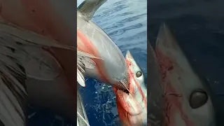 #men and mako shark tug of war over tuna