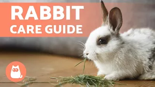 How to TAKE CARE of a RABBIT 🐰 Complete RABBIT CARE Guide