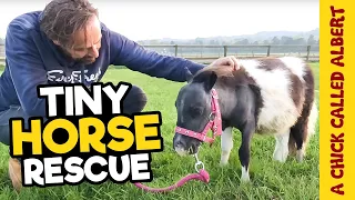 The Smallest horse you have ever seen