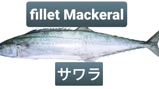 How to fillet Mackeral Sawara Fish from Japan ny master cesar. サワラのさばき方. For sushi sashimi