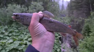 На Таёжной речке/ Хариусом забиты все плёсы и ямы/ Осенняя Рыбалка просто Я В ШОКЕ от КЛЁВА!