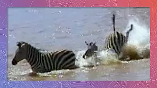 Zebra Night-Mares | Zebras vs Crocodiles | Graphic