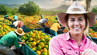 How Australian Farmers Have Millions of Tons Mango Production
