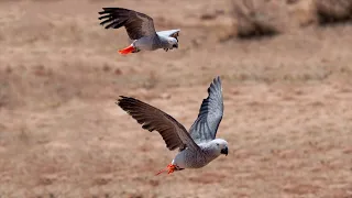 Freeflying Multiple African Grey Parrots! | Draco + Brad