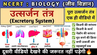 उत्सर्जन तंत्र | excretory system | Kidney | nephron structure and function | Biology | Study vines