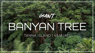 Wander Through an Ancient Giant Banyan Tree | Tanna Island Vanuatu