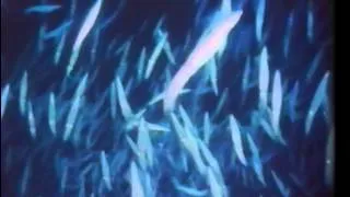 National Geographic Video | THE SHARKS | The National Geographic Society | VHS rip | 1982