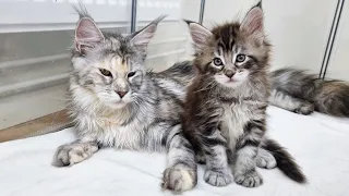 Big Sister Cat Loves to Hang Out With Her Kitten Siblings!