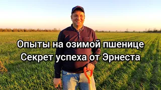 Опыты на пшенице. Эрнест No-till