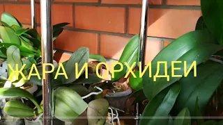 УСЛОВИЯ СОДЕРЖАНИЯ  МОИХ ОРХИДЕЙ В ЖАРУ😱💥☀️🌞ПОЛИВ🌱🌱🌱#PHALAENOPSIS #CATTLEYA #ORHIDS #ORJIDEA #FLOR