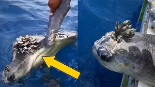 5 Worst Cases of BARNACLES on SEA TURTLES (Part 2) 🐢 Animal Rescue #29