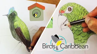 Drawing and Coloring Puerto Rican Birds (in Spanish with subtitles in English)