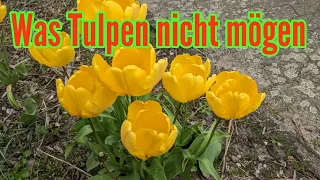 Was Tulpen nicht mögen - Diese PFLEGEFEHLER unbedingt bei Tulpen vermeiden