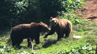Medvjedi u Velebit Kuterevo