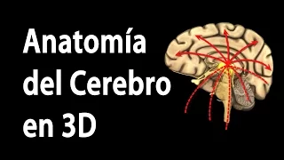 Anatomía del Cerebro en 3D, Animación. Alila Medical Media Español.