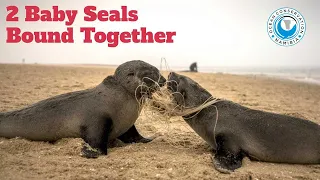 Two Baby Seals Bound Together