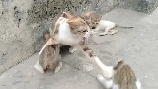 Mother Cat Attacking Orphan Kitten After Smelling Her