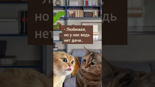 #96 Котики в тренде #shorts #shortsvideo #котики #юмор #приколы #втренде #топ #рек #мемы #дача #cat