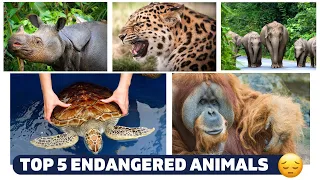 Top 5 most endangered series of animals in the world | Part 1 | Animalz Channel