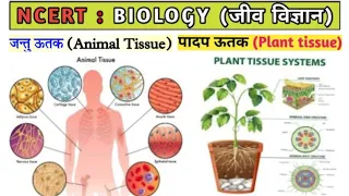 Tissue | types of tissue | Plant tissue | Animal tissue | ऊतक क्या है/ऊतक कितने प्रकार के होते है ||