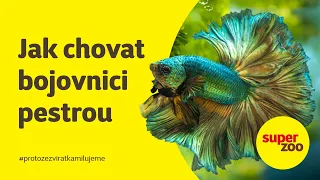 Chov bojovnice pestré (Betta splendens) | Super zoo