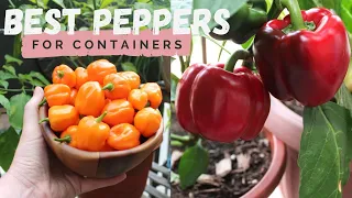BEST Peppers for Containers | Container Gardening