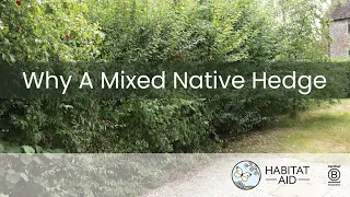 Why you should plant a native hedge. They're easy to establish, and bring so many benefits....