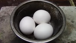 RHNB-Eggs