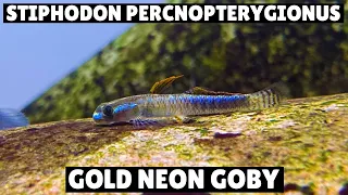 *NEW RARE* Stiphodon Percnopterygionus - Gold Neon Goby